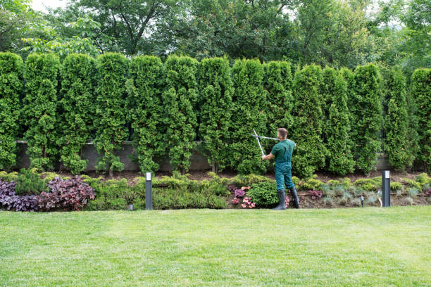 Lawn Maintenance Plans in Greene, IA