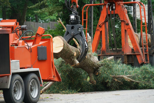 Best Lawn Watering Services  in Greene, IA