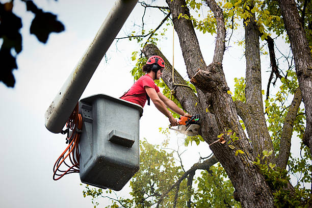 Reliable Greene, IA Tree Services Solutions